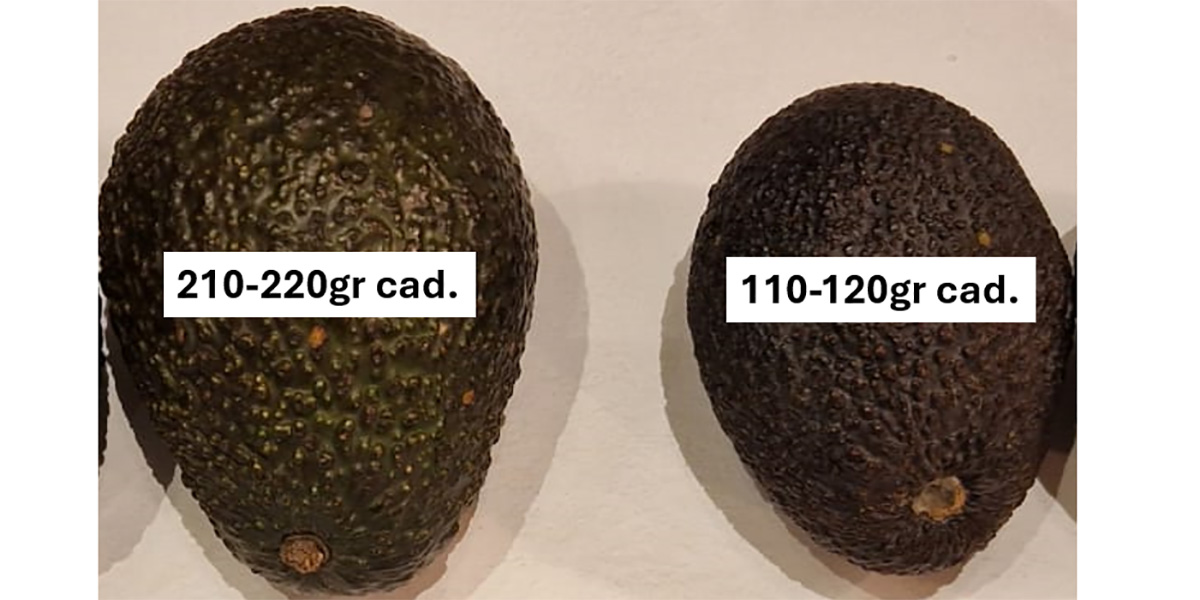 Avocado a confronto: meglio grande o piccolo?